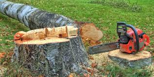 Best Tree Risk Assessment  in Milford, NJ
