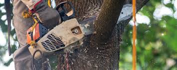Trusted Milford, NJ Tree Services Experts