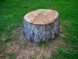 Best Tree Maintenance Programs  in Milford, NJ