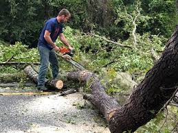 Best Tree and Shrub Care  in Milford, NJ